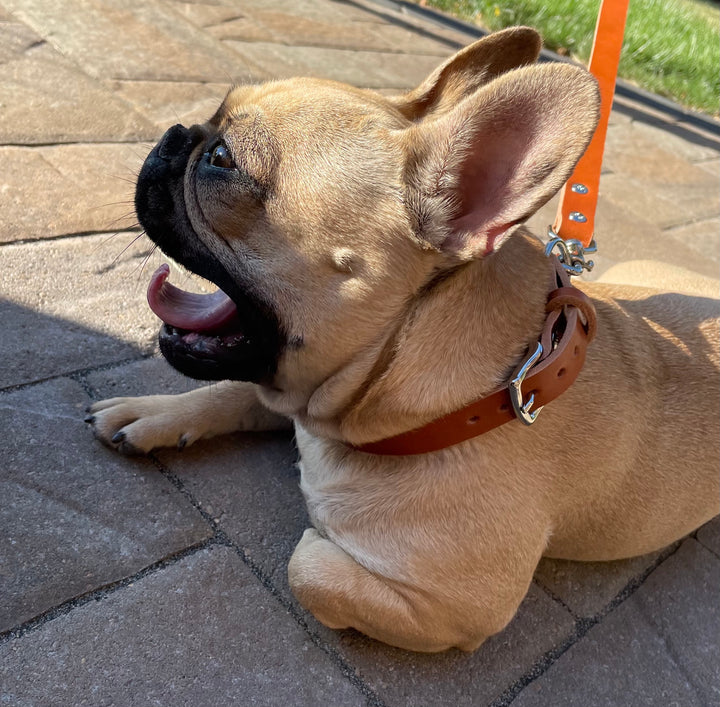Why You Need A Leather Collar and Leash Set