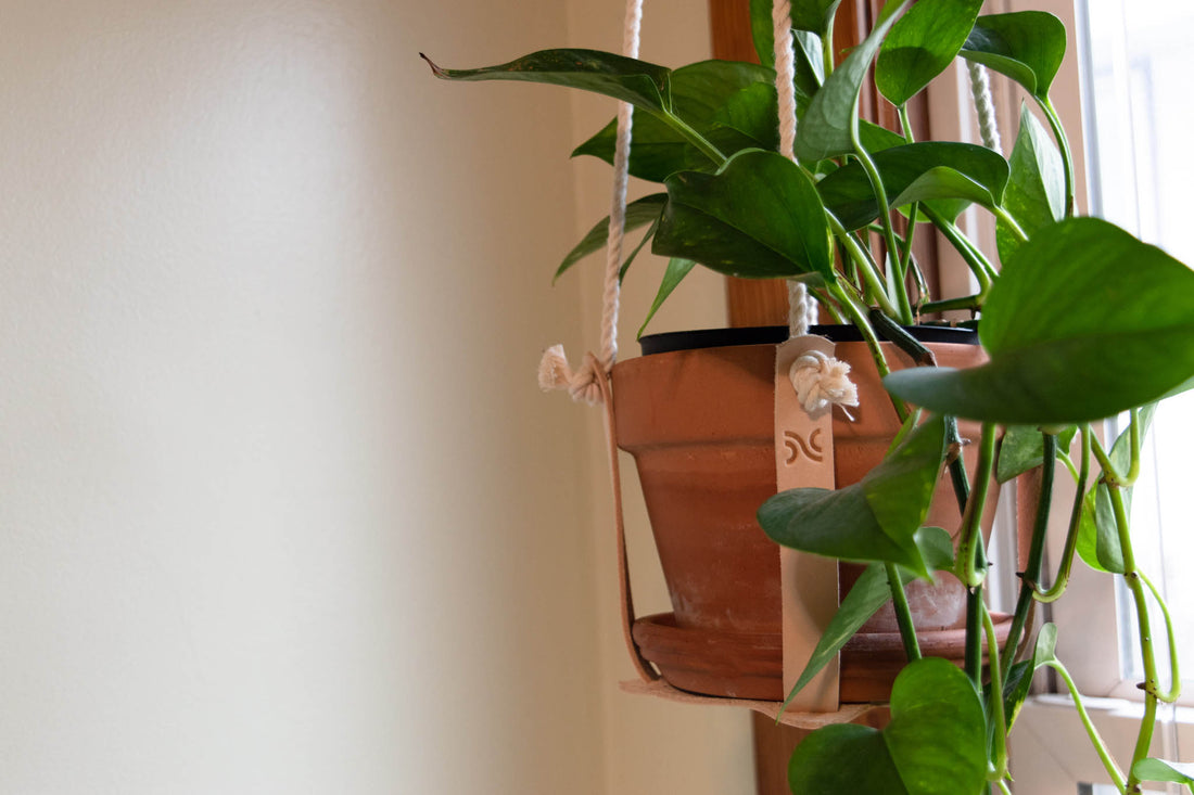 Leather Plant Hanger