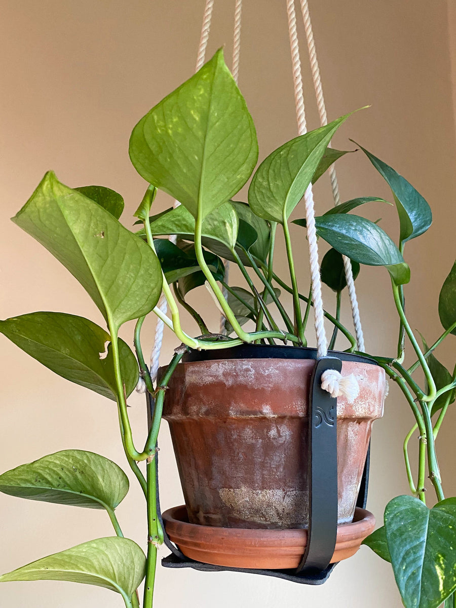 Leather Plant Hanger