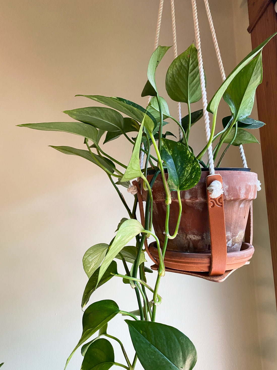 Leather Plant Hanger